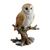Barn owl perching on branch