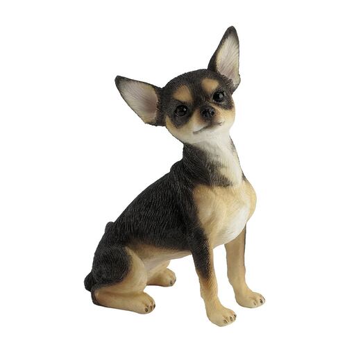 Chihuahua (short hair)