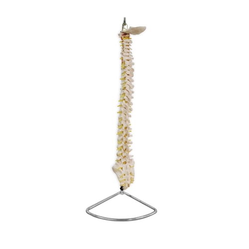 Columna Vertebral Tamaño Natural Benesta