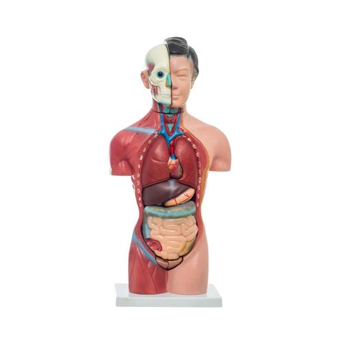 Torso Femenino de 42 cm Benesta