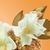 Victorio & Lucchino Agua Nº6 Magnolia Sensual EDT 150ML Perfume Para Dama
