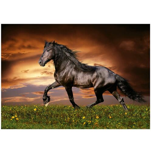 Rompecabezas 1000 piezas Caballo al Trote