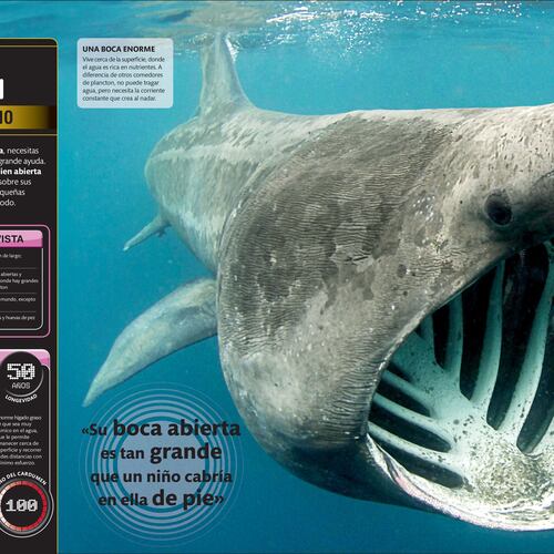 Supertiburones