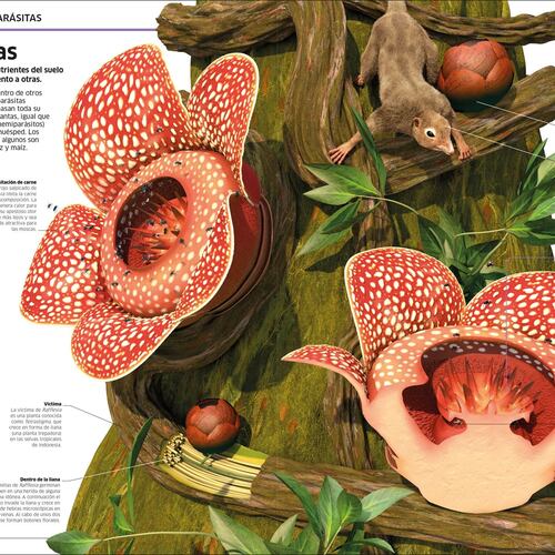 Plantas y hongos