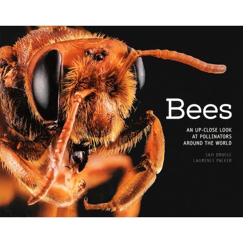 Bees: An Up-Close Look at Pollinators Around the World