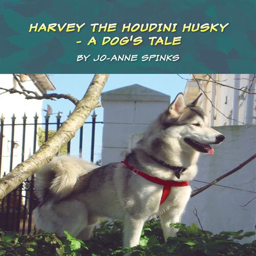 Harvey the Houdini Husky