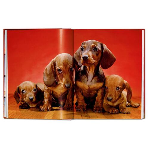 Dogs. Photographs 1941-1991