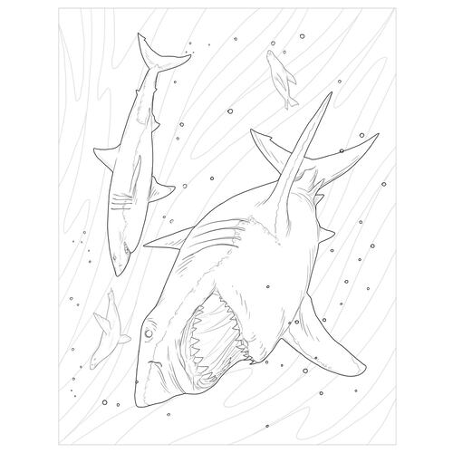 Tiburones y Mantarrayas