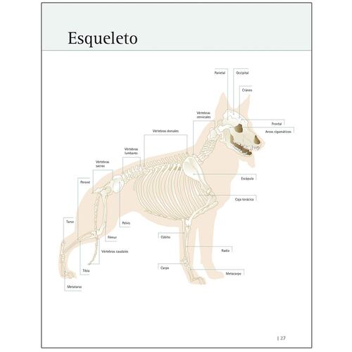Enciclopedia de Perros de Raza