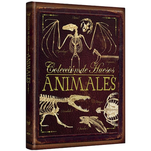 Colección de huesos- Animales