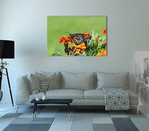 Cuadro Decorativo Canvas Mariposa Posada en Flor.