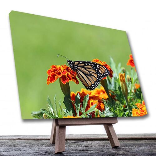 Cuadro Decorativo Canvas Mariposa Posada en Flor
