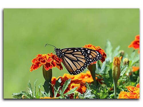 Cuadro Decorativo Canvas Mariposa Posada en Flor