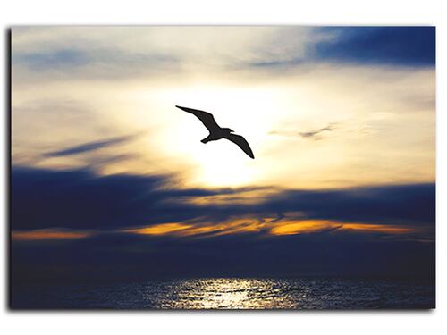 Cuadro Decorativo Canvas Gaviota en el Atardecer