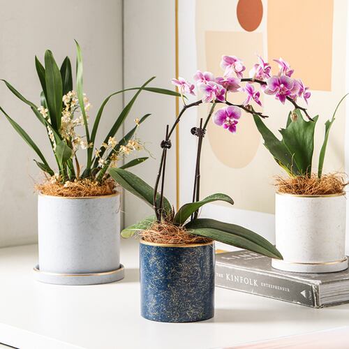 Ilios Innova Macetero borde dorado 15 cm alto, maceta de cerámica con plato de base, Elegante maceta para flores.