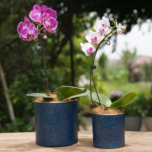 Ilios Innova Macetero borde dorado 15 cm alto, maceta de cerámica con plato de base, Elegante maceta para flores.