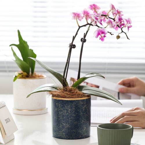 Ilios Innova Macetero borde dorado 15 cm alto, maceta de cerámica con plato de base, Elegante maceta para flores.
