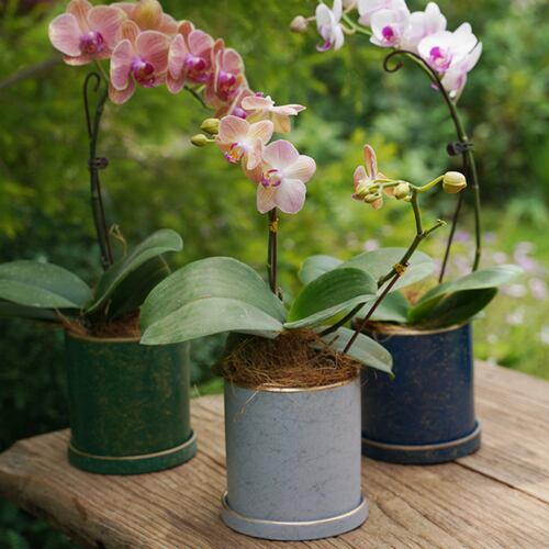 Ilios Innova Macetero borde dorado 18 cm alto, maceta de cerámica con plato de base, Elegante maceta para flores.