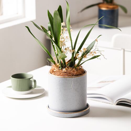 Ilios Innova Macetero borde dorado 18 cm alto, maceta de cerámica con plato de base, Elegante maceta para flores.