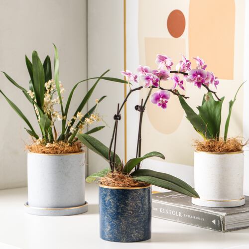 Ilios Innova Macetero borde dorado 18 cm alto, maceta de cerámica con plato de base, Elegante maceta para flores.