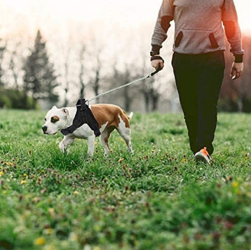 Arnés para Perro Talla S Antideslizante Negro