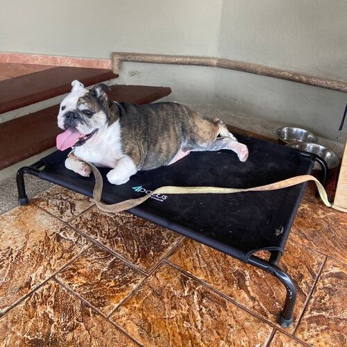 Cama Elevada Para Perro Mediana.