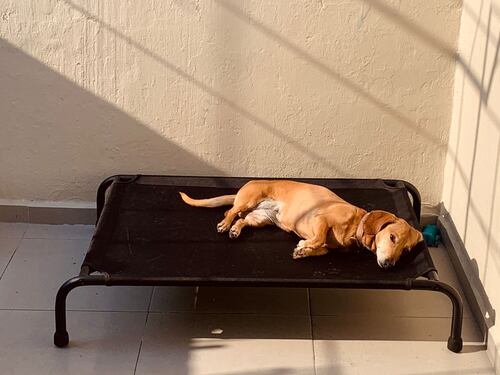 Cama Elevada Para Perro Mediana.