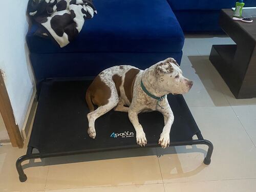 Cama Elevada Para Perro Mediana.