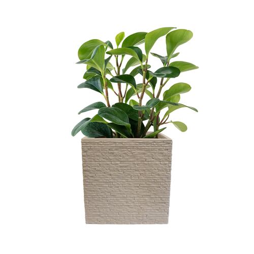 AGBOX Maceta Jardinera Cuadrada Efecto Ladrillo STRATA Gris AG-GN687STONE.