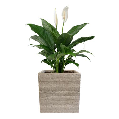 AGBOX Maceta Jardinera Cuadrada Efecto Ladrillo STRATA Gris AG-GN687STONE.