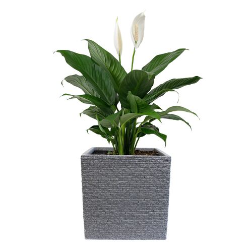 AGBOX Maceta Jardinera Cuadrada Efecto Ladrillo STRATA AG-GN687ASH