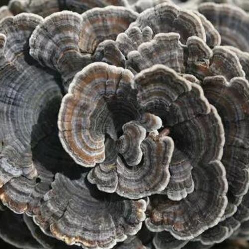 Hongo Adaptógeno Turkey Tail Cola De Pavo 40g Commons 