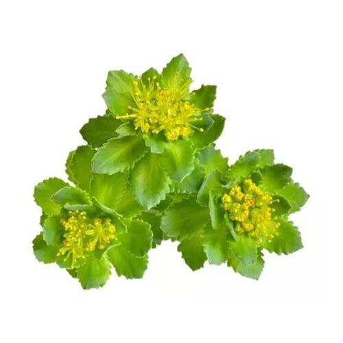 Rhodiola Rosea Adaptógeno 50g Commons Polvo 100% Orgánico
