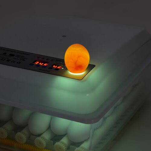 Incubadora Automatica 36 Huevos Aves Pollos + Ovoscopio