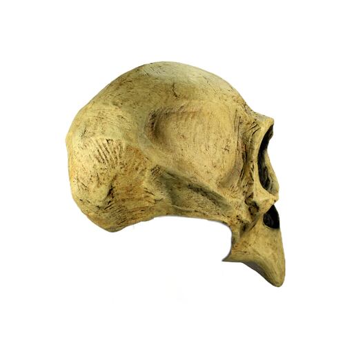 Máscara De Cráneo de Cuervo Crow Skull Ghoulish Productions Disfraz Halloween