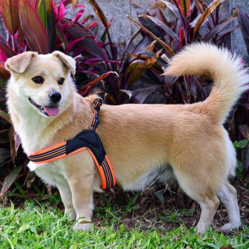 Pechera Correa Perro Reflectante 3 m Acolchado Talla L, Naranja/Negro