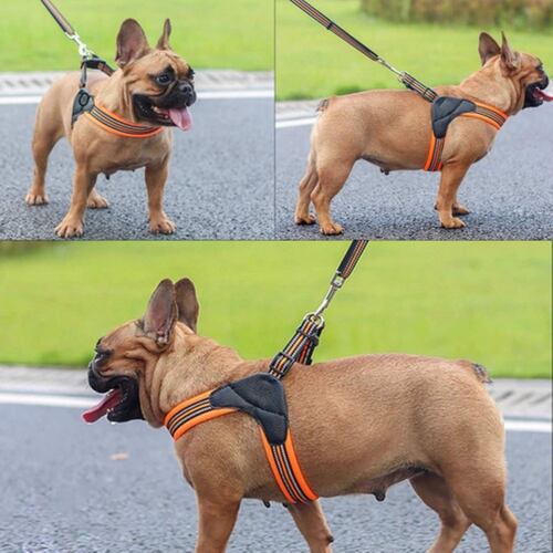 Pechera Correa Perro Reflectante 3 m Acolchado Talla L, Naranja/Negro