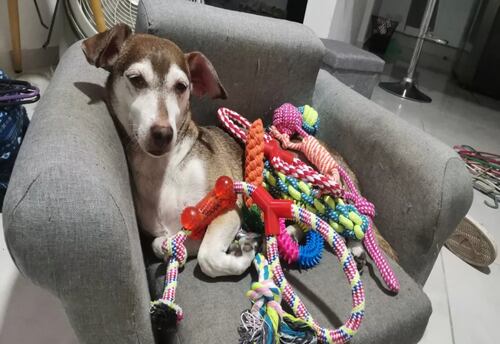 Juguetes De Morder De Cuerda Para Perros Y Cachorros 10 Pzs..