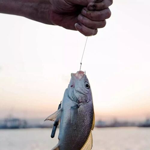 1600 Piezas Kit De Anzuelos Pesca 3-20# Con Caja Afilados