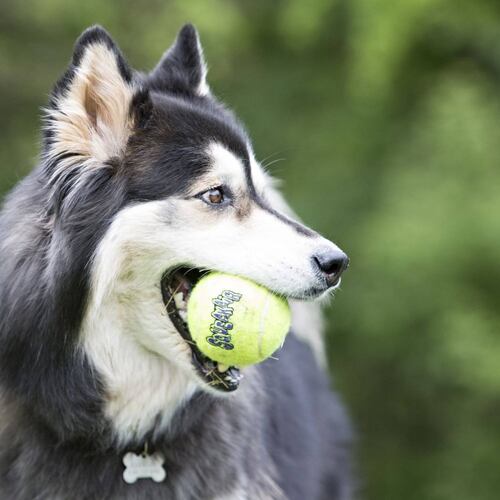 3 Pzas Pelotas Tenis Squeakair Chicas Juguetes Perro Kong