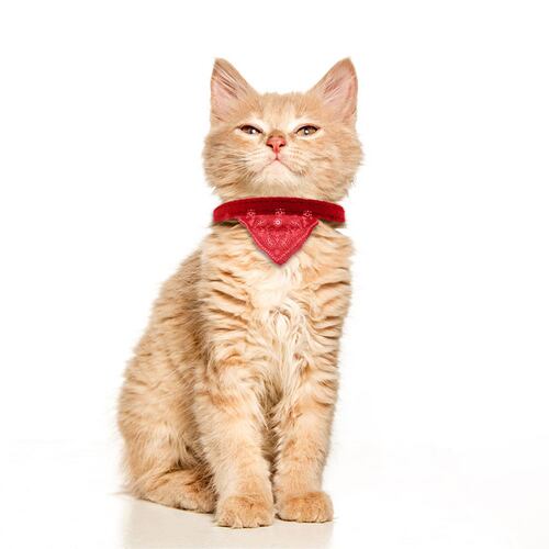 Correa Collar Para Perro / Gato Raza Chica Pañuelo Paliacate Color