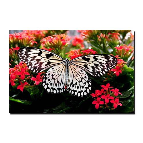 Cuadro Decorativo Canvas Paisaje Mariposa blanca sobre flores rojas de 120 X 60 cm.