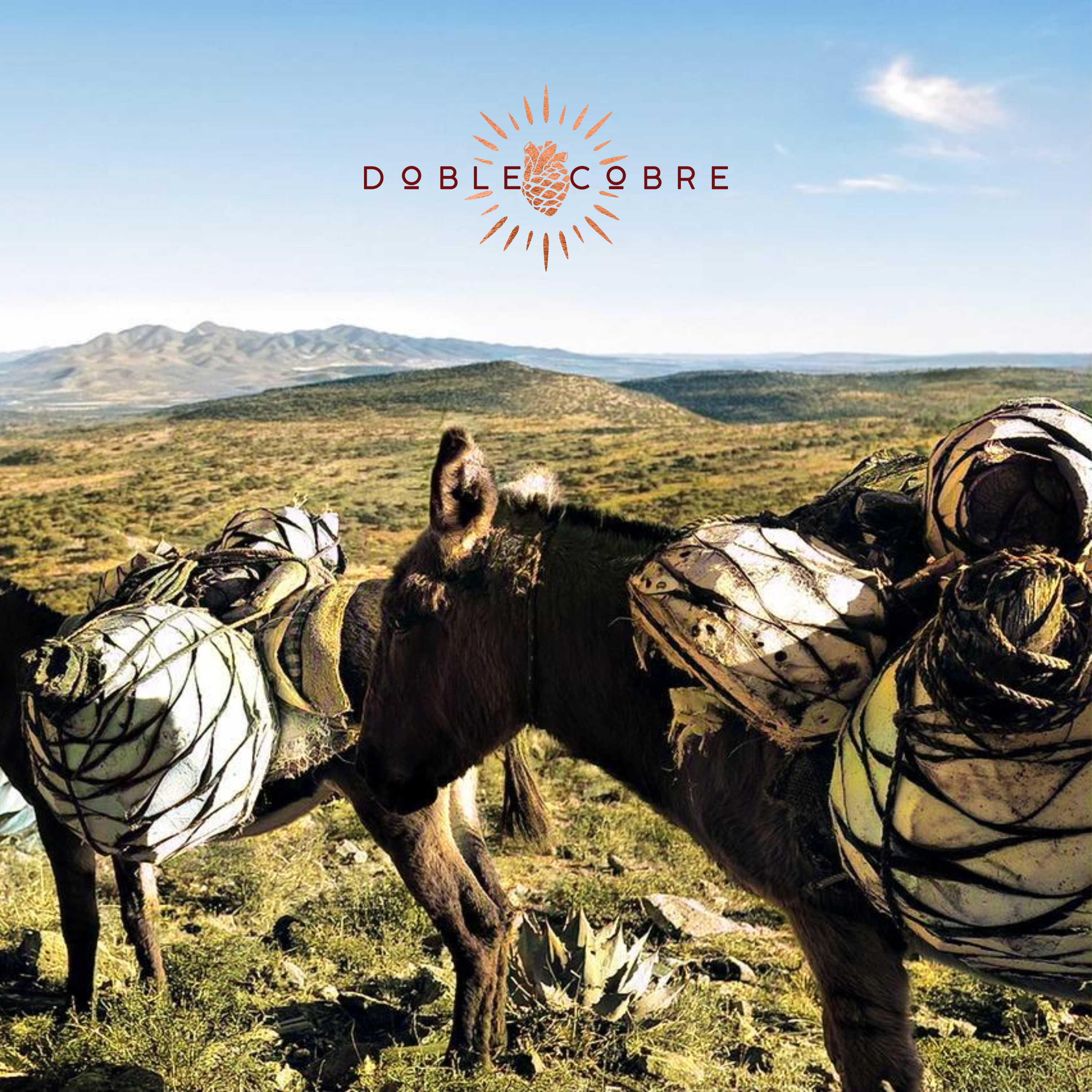 DOBLE COBRE | Caja con 6 botellas de 750 ML | Mezcal Premium | Joven 100% Agave Cenizo DURANGENSIS | 40% Grados de Alcohol.