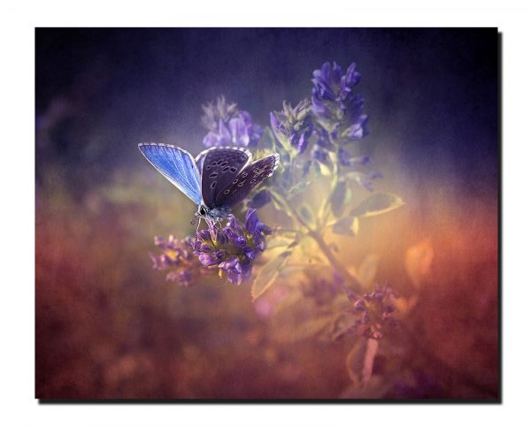 Cuadro Decorativo Canvas Paisaje Mariposa de color morado de 120 X 60 cm.