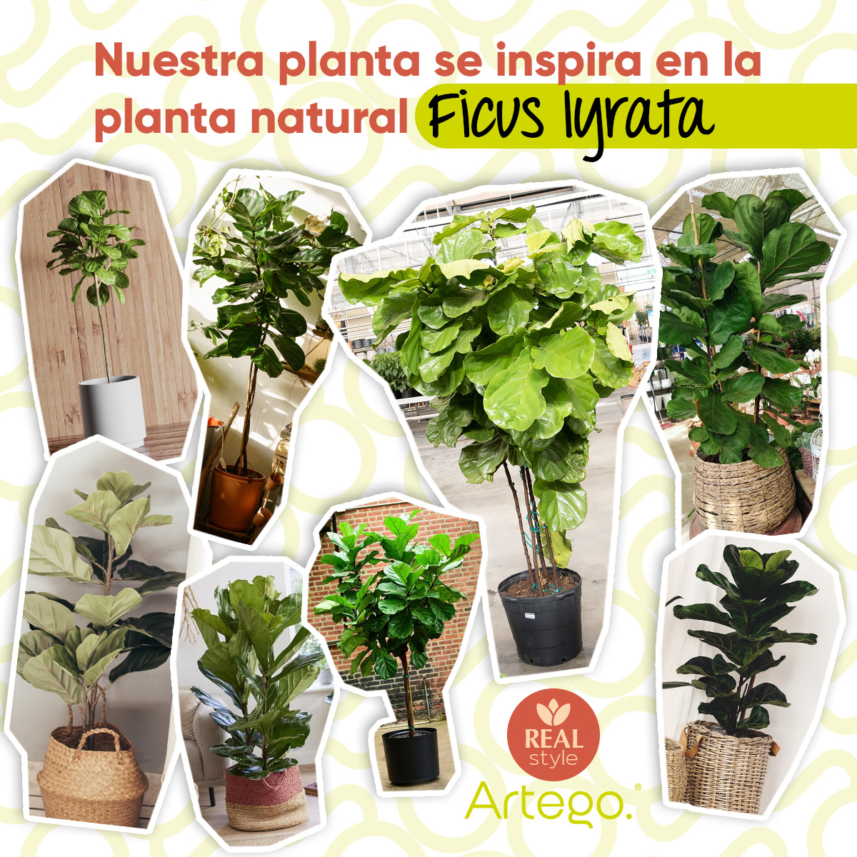 Planta artificial decorativa moderna con maceta Ficus Lyrata grande de 190cm de alto Artego para hogar sala comercio oficina.