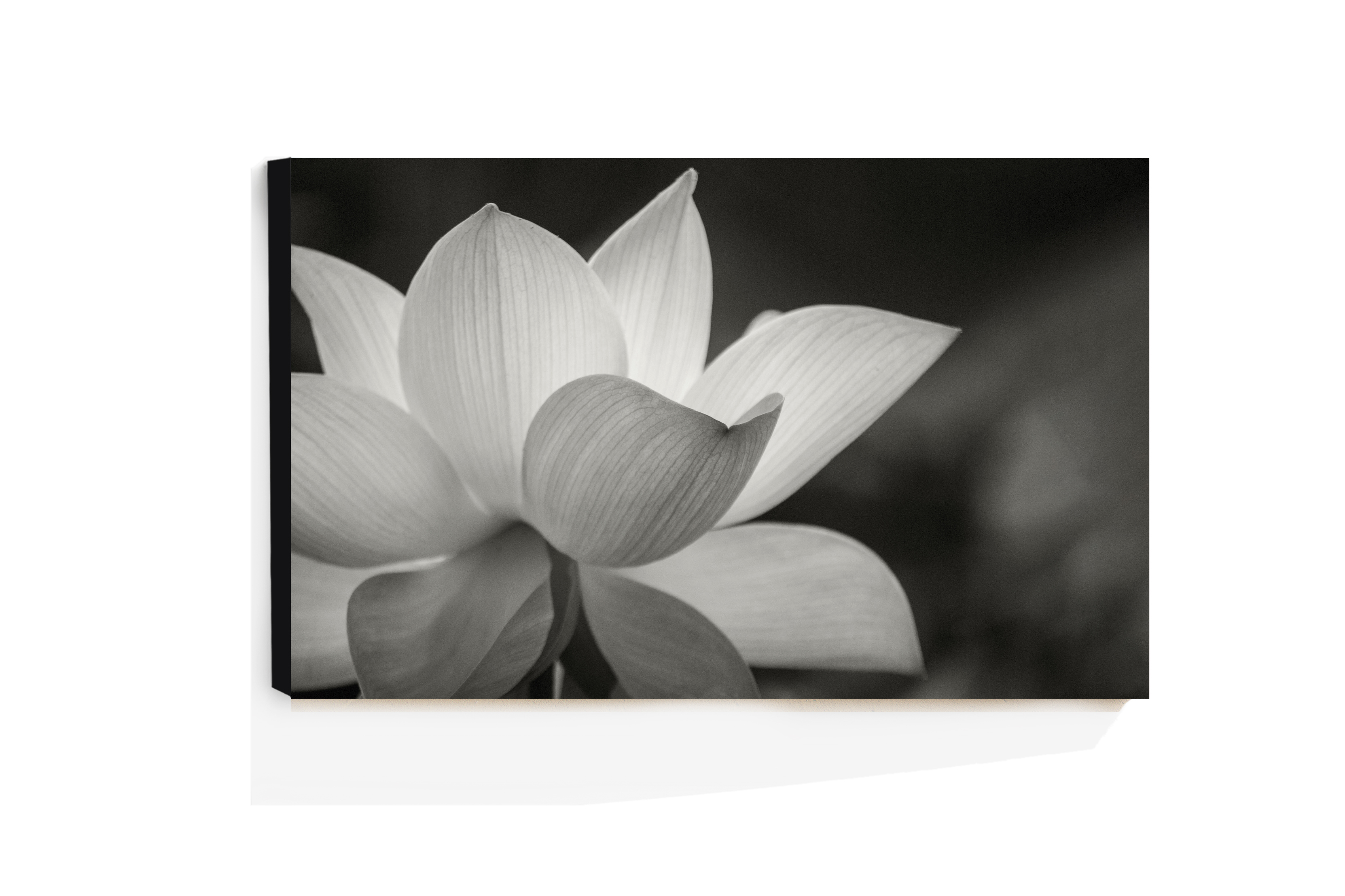 Cuadro Decorativo Acrílico Loto Blanco 70x120  