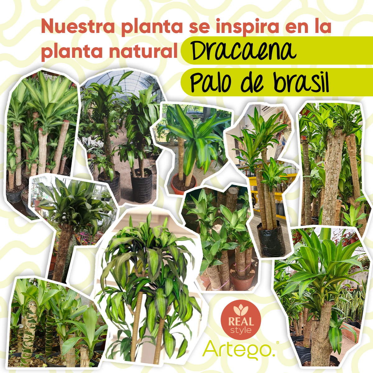 Planta artificial decorativa moderna con maceta Dracaena Palo de Brasil grande de 170cm de alto Artego para hogar sala comercio oficina.