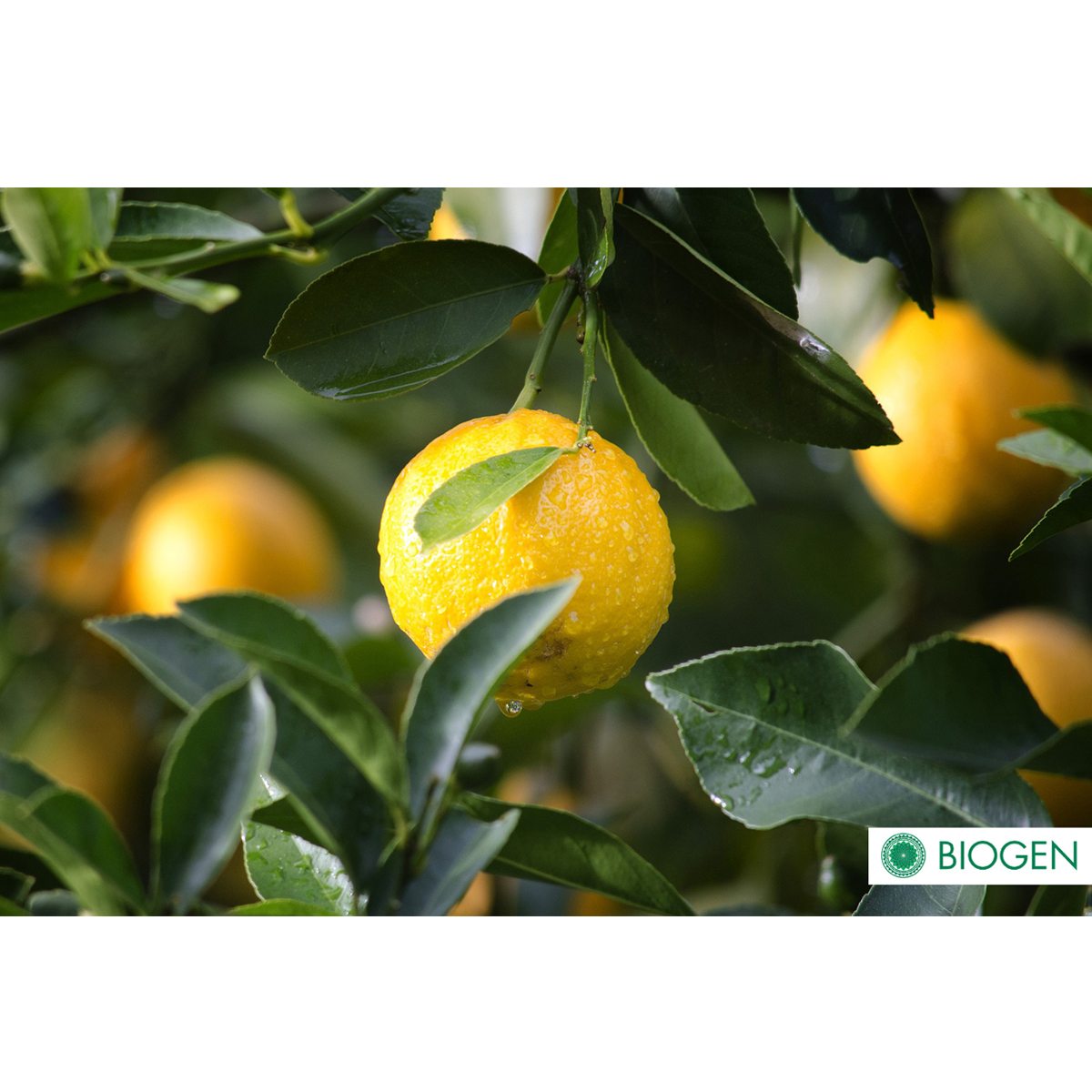 Fertilizante Orgánico Biogen 1 Litro.