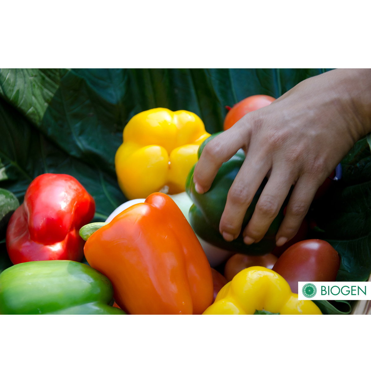 Fertilizante Orgánico Biogen 1 Litro.
