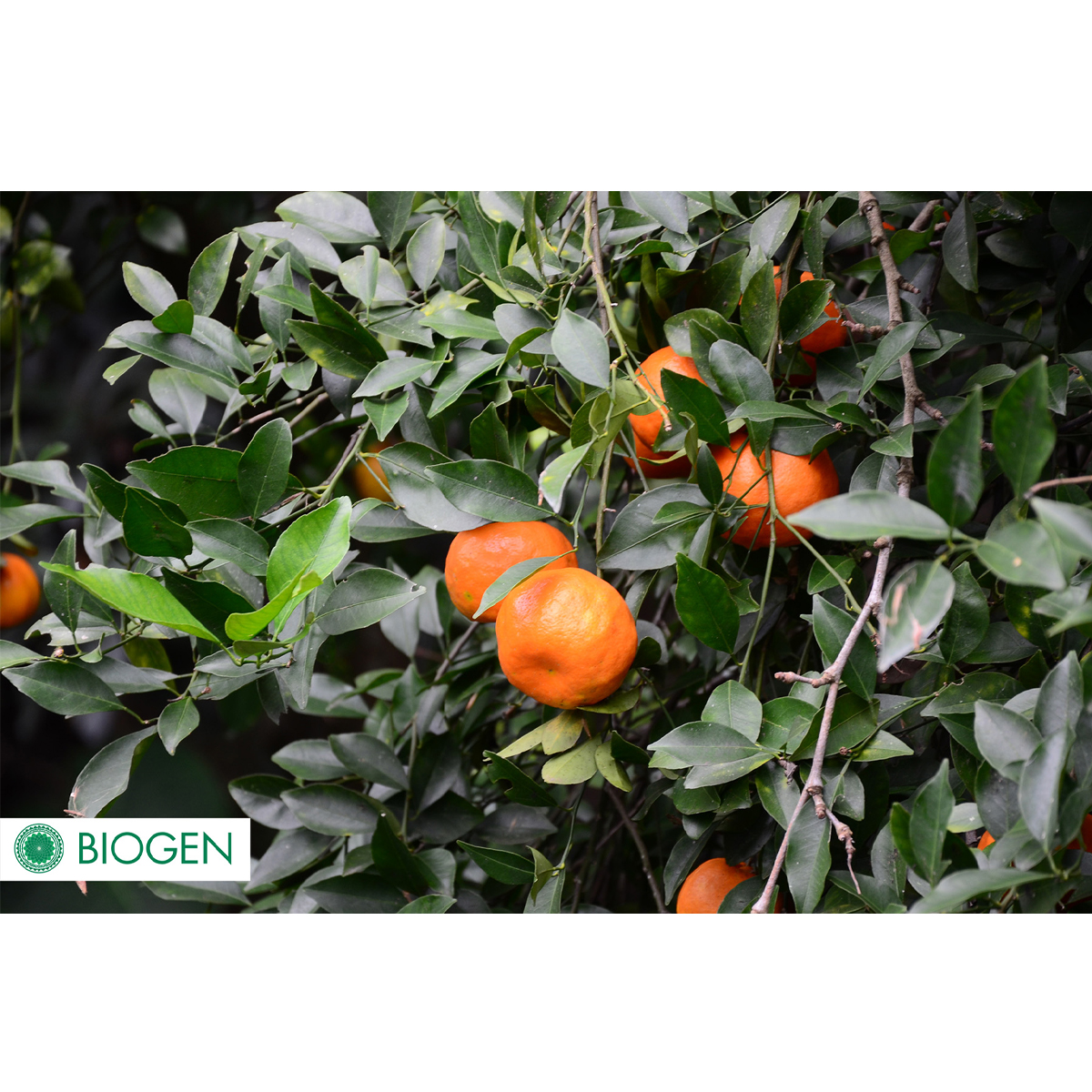 Fertilizante Orgánico Biogen 1 Litro.